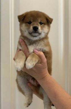 picture of dog