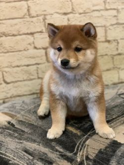 picture of dog