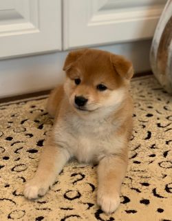 picture of dog