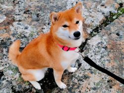 picture of dog
