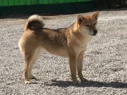 picture of dog
