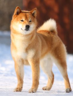 picture of dog