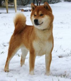 picture of dog