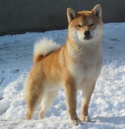 picture of dog