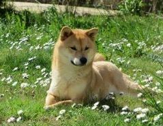 picture of dog
