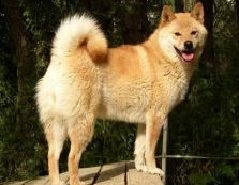 picture of dog