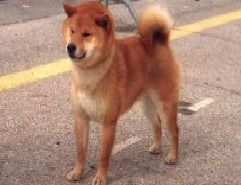 picture of dog