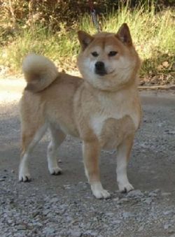 picture of dog