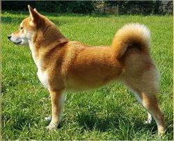 picture of dog