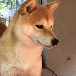 picture of dog