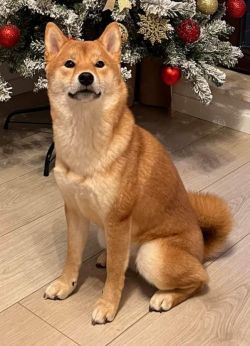 picture of dog