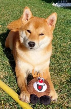 picture of dog