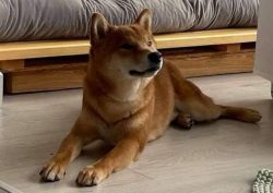 picture of dog