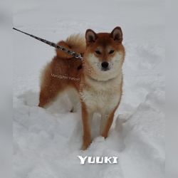 picture of dog