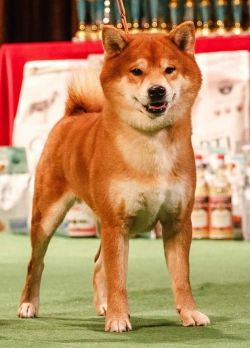 picture of dog
