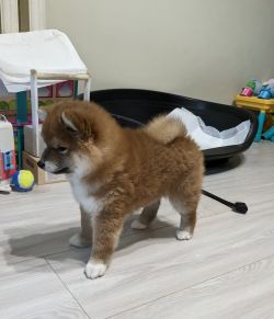picture of dog