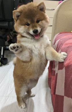 picture of dog