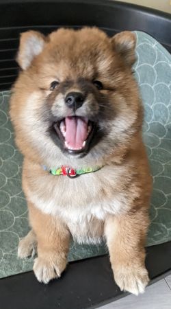 picture of dog