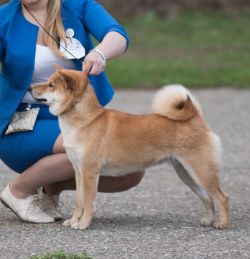 picture of dog