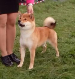 picture of dog