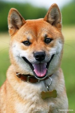 picture of dog