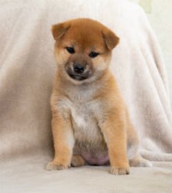 picture of dog