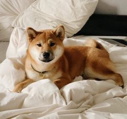picture of dog