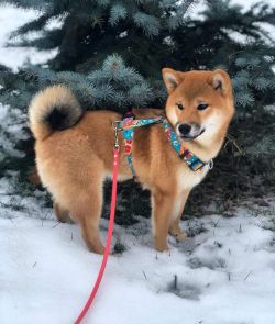 picture of dog