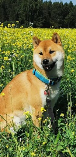 picture of dog
