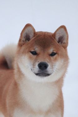 picture of dog