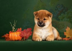 picture of dog