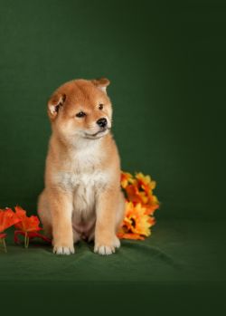 picture of dog