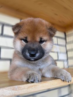 picture of dog