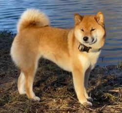 picture of dog