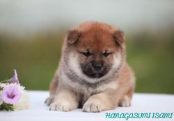 picture of dog