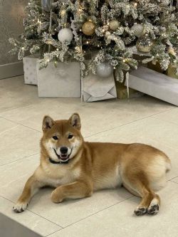 picture of dog