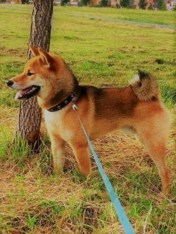 picture of dog