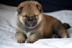 picture of dog