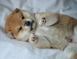 picture of dog