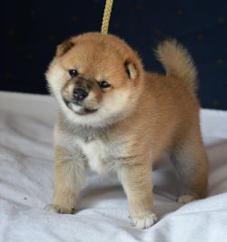 picture of dog
