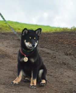 picture of dog