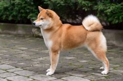 picture of dog