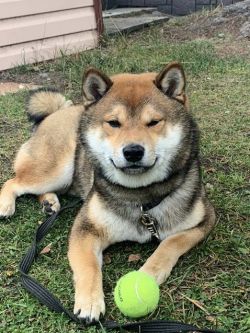 picture of dog
