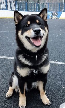 picture of dog