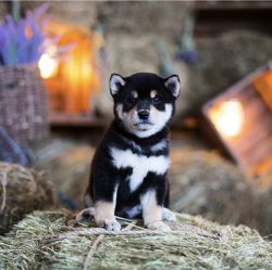 picture of dog