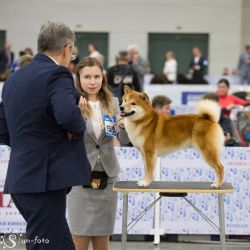 picture of dog