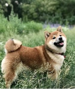 picture of dog