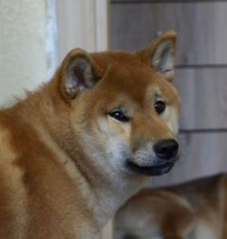 picture of dog