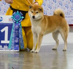 picture of dog