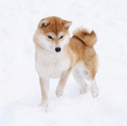 picture of dog